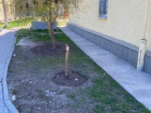 В Курахово неизвестные вандалы сломали молодые деревья
