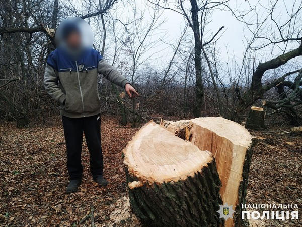 «Черному лесорубу» из Великоновоселковского района полицейские сообщили о подозрении