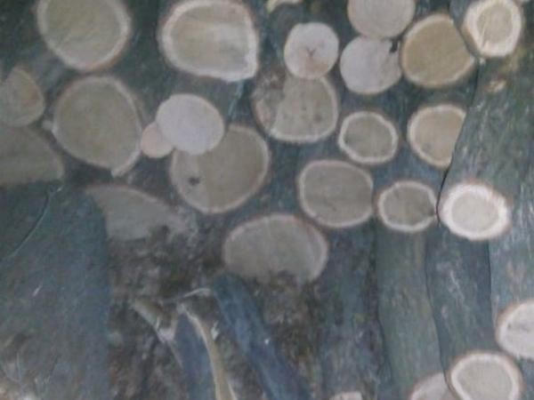 Сообщено о подозрении группе «черных лесорубов», которая зарабатывала на незаконной вырубке деревьев в Марьинском районе