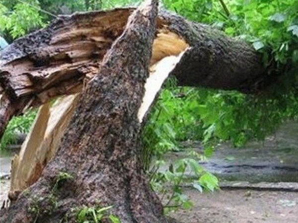 Непогода повалила дерево в Марьинском районе