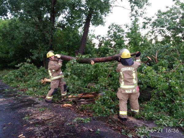 Упавшее дерево перекрыло дорогу «Курахово - Марьинка»