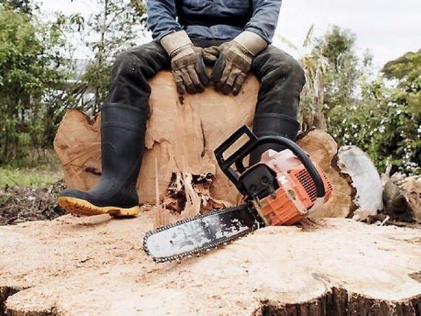 Незаконная вырубка лесополосы в Марьинском районе нанесла ущерб на сумму около 60 тысяч гривен