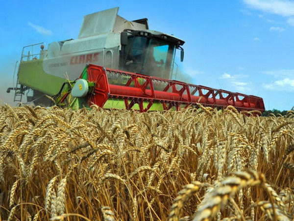 В Великоновоселковском районе подходит к завершению сбор урожая ранних зерновых