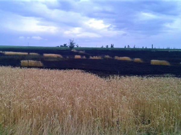 В Великоновоселковском районе сгорело два гектара пшеницы