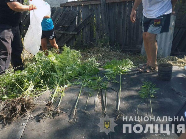 В Марьинском районе полицейские разоблачили наркоагрария