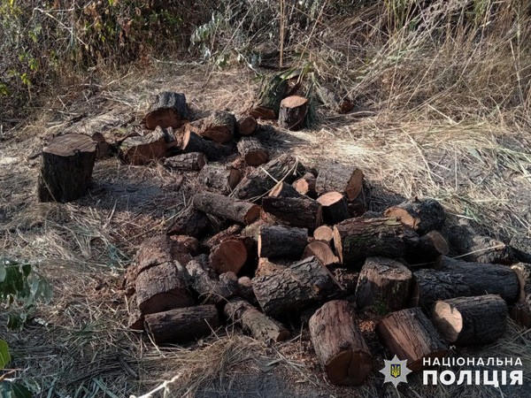В Марьинском районе задержали «черных лесорубов»