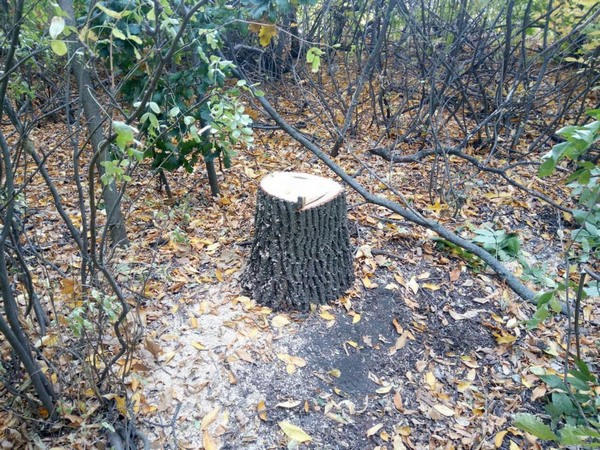 «Черные лесорубы» продолжают уничтожать деревья в Великоновоселковском районе