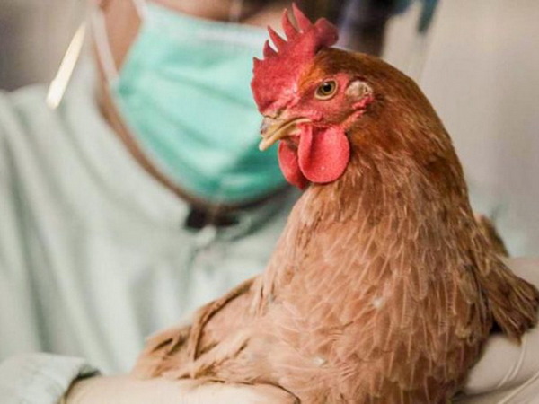 По соседству с Великоновоселковской громадой обнаружен птичий грипп