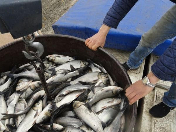 В Марьинской громаде в водоем выпустили 25 тысяч мальков рыб