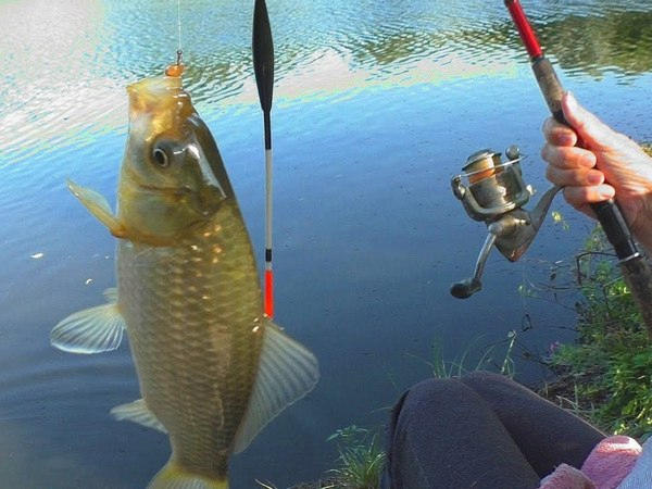 На Кураховском водохранилище можно снова ловить рыбу