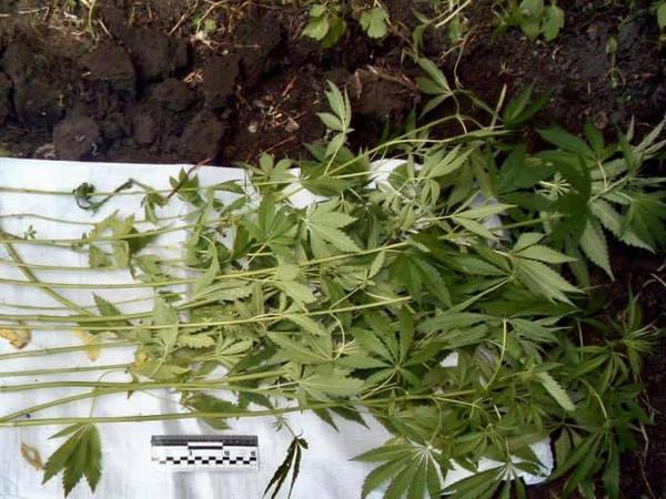 В Великоновоселковской громаде полицейские лишили наркоагрария «урожая»