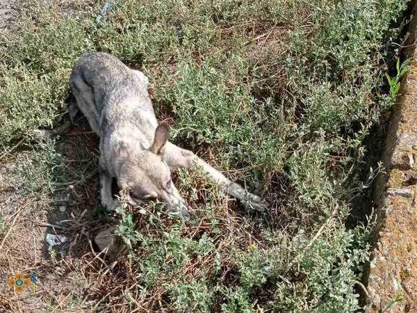 В Курахово благодаря неравнодушию людей удалось спасти собаку