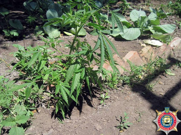 В Курахово уголовник превратил подворье частного дома в наркоплантацию