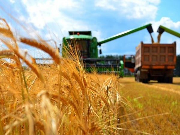 В Марьинском районе продолжается жатва