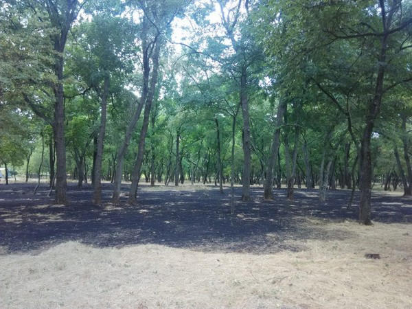 Ночью в Курахово горел городской парк