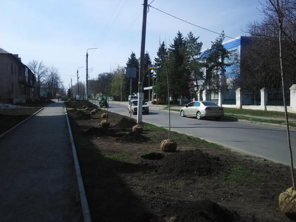 В Курахово высаживают саженцы молодых деревьев