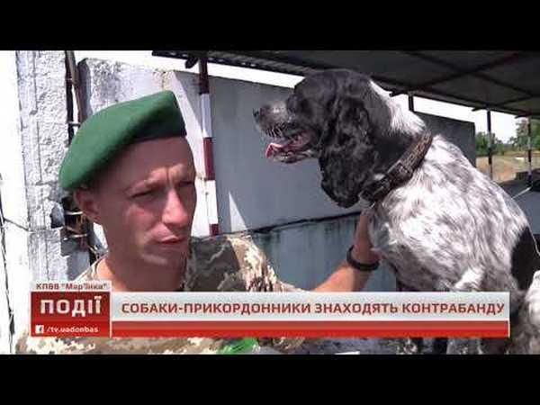На КПВВ «Марьинка» спаниель находит наркотики даже в нижнем белье
