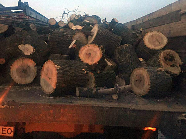 В прифронтовой Красногоровке снова орудуют «черные лесорубы»