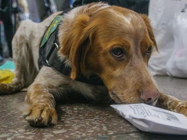 Служебная собака не позволила провезти наркотики через КПВВ «Марьинка»