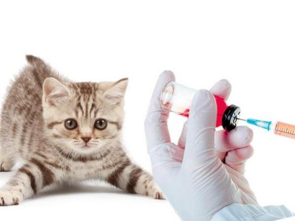 В Угледаре проведут вакцинацию собак и кошек против бешенства