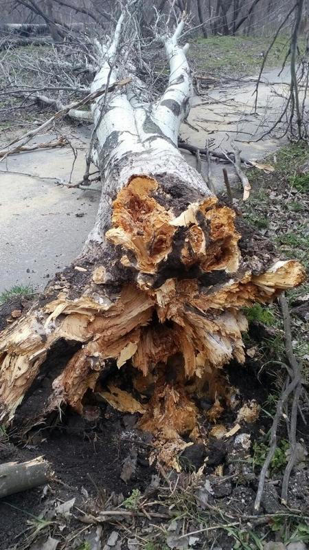 В Курахово ветер повалил огромное дерево, высотой 24 метра