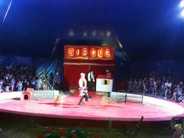 В Курахово дети бесплатно посетили цирковое представление