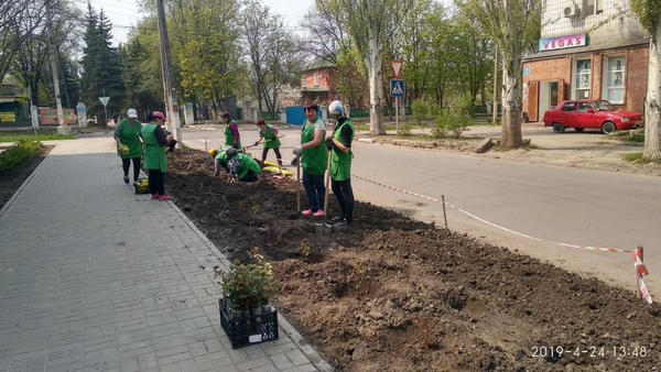 В Курахово с городских клумб воруют только что высаженные кусты роз