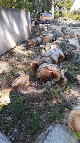 В Курахово массово спиливают старые деревья и высаживают новые