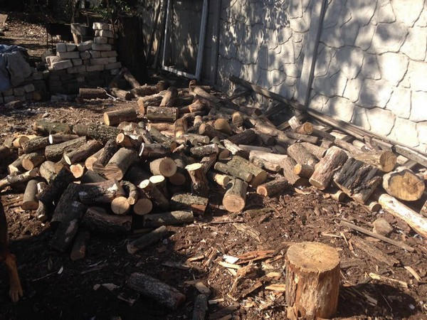«Черные лесорубы», которые незаконно вырубили деревья в Марьинском районе, отделались штрафом