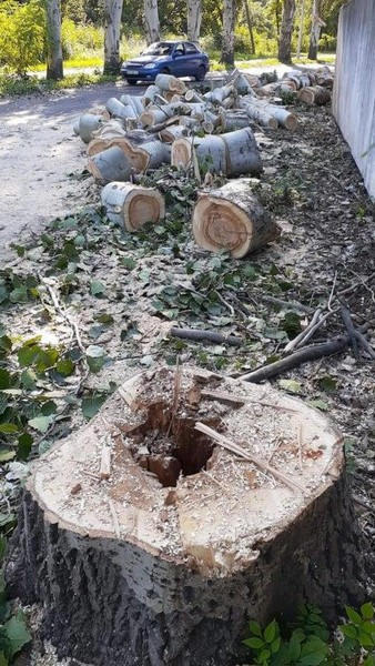 В Курахово массово спиливают старые деревья и высаживают новые