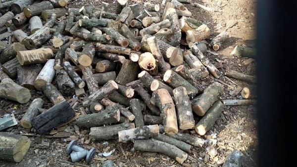 «Черные лесорубы», которые незаконно вырубили деревья в Марьинском районе, отделались штрафом