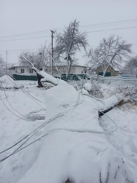 В Великоновоселковском районе спасатели предотвратили падение дерева на дорогу