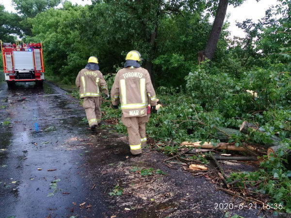 Упавшее дерево перекрыло дорогу «Курахово - Марьинка»