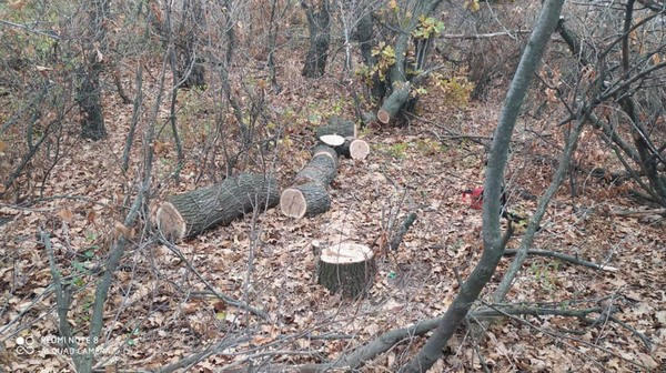 «Черный лесоруб» из Великой Новоселки массово уничтожал дубы