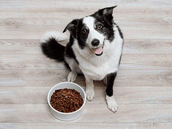 О гипоаллергенном корме для собак