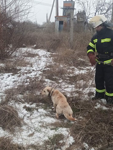 В Великой Новоселке собаку, которая провалилась в глубокий колодец, пришлось вытаскивать спасателям