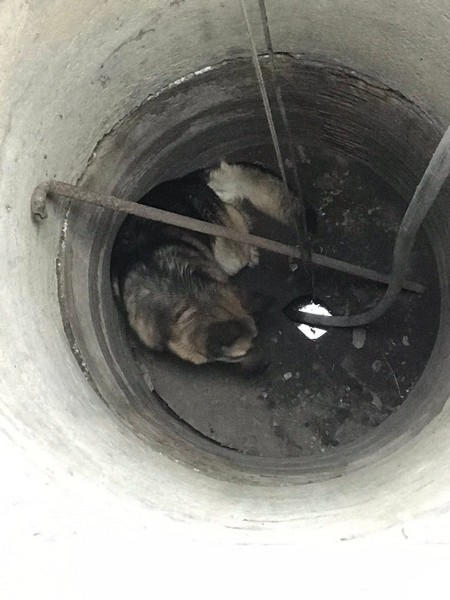 В Кураховской громаде собака провалилась в 9-метровый колодец: пришлось вызывать спасателей