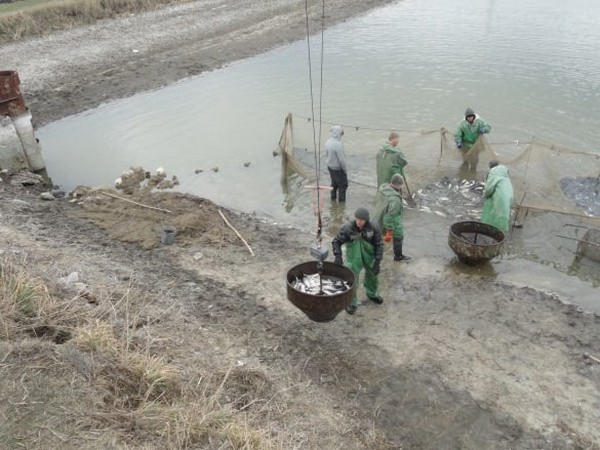 В Марьинской громаде в водоем выпустили 25 тысяч мальков рыб