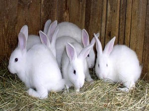 Жительнице Марьинки вернули украденных кроликов