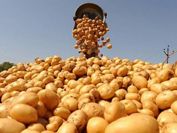В Марьинском районе собрали наибольший урожай картофеля в Донецкой области