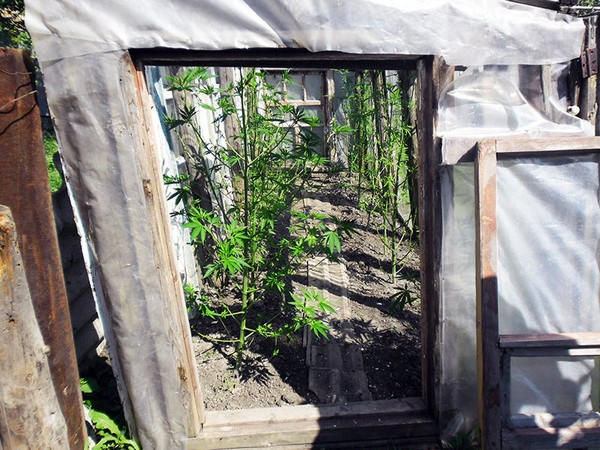 Житель Угледара превратил бабушкин огород в наркоплантацию