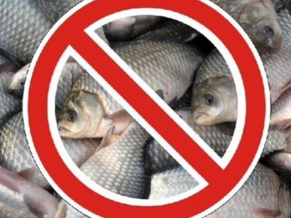 На Кураховском водохранилище введены строгие ограничения на ловлю рыбы