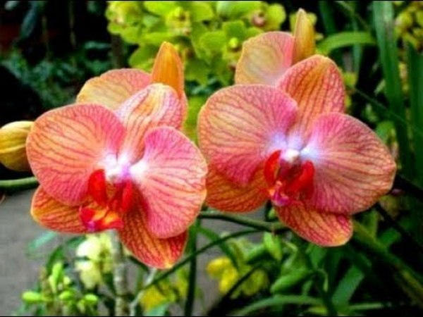 ароматные сорта орхидеи