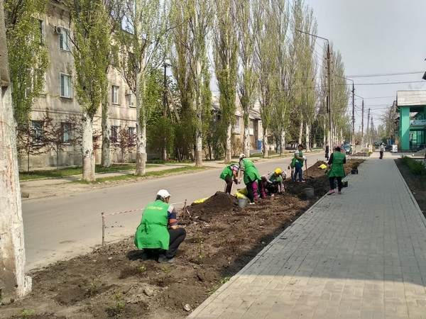 В Курахово продолжаются работы по озеленению города