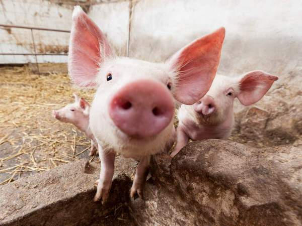 Жителей Красногоровки призывают своевременно сообщать о фактах заражения африканской чумой свиней