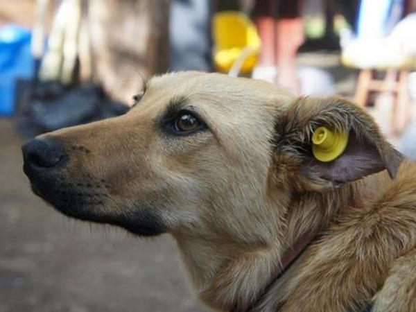 В Угледаре «пометят» местных бездомных собак