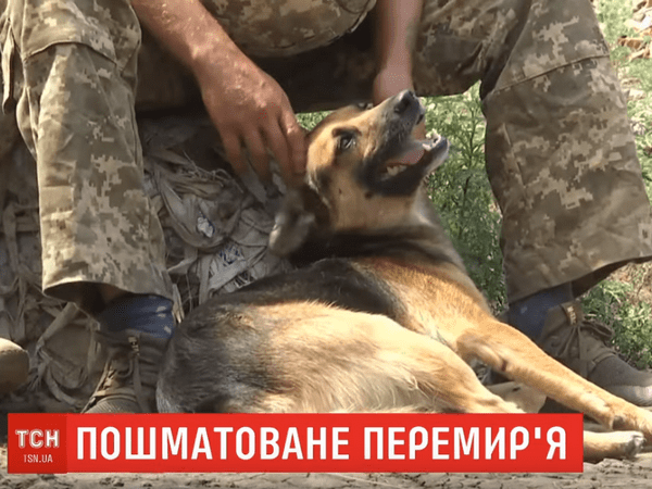 Собаки помогают держать оборону украинским военным на окраинах Марьинки