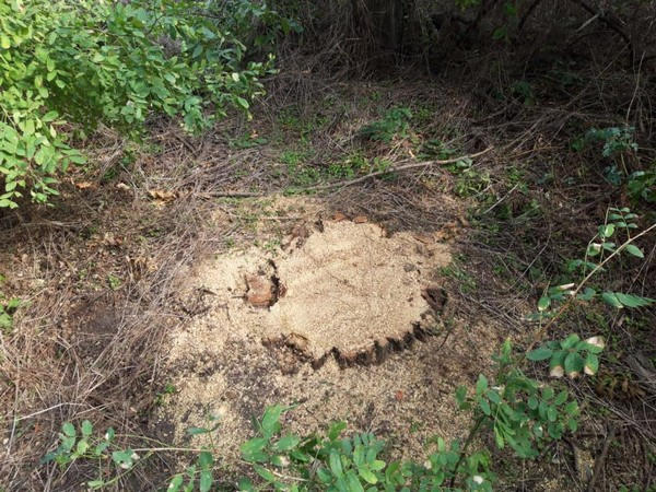 В Великоновоселковском районе борются с «черными лесорубами»