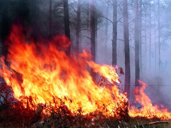 Спасатели потушили природный пожар в Великоновоселковском районе