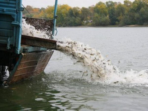 В водоем в Марьинском районе выпустили около 40 тысяч мальков рыб